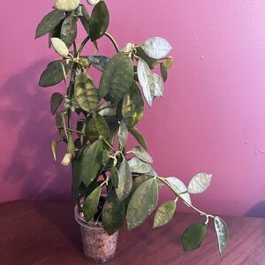Hoya Lacunosa Amarillo